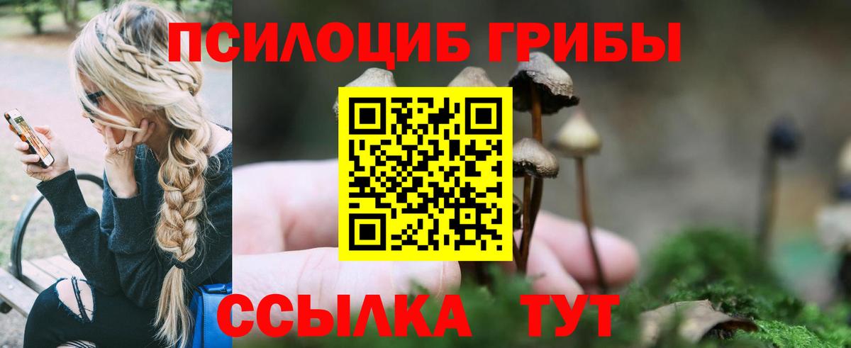 Галлюциногенные грибы Psilocybe Чита